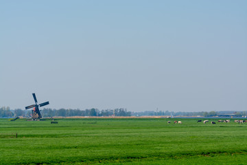 Fototapeta premium View on traditional Dutch wind mill and cows on green pasture, spring landscape in North Holland