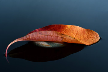 Leaf reflection