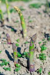 Ripe organic green asparagus growing on farmers field ready to harvest