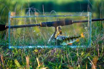 Freshwater perch fish in аquarium. Rod with reel. The concept of fishing on spinning from the shore. Caught and released.