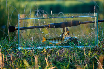 Freshwater perch fish in аquarium. Rod with reel. The concept of fishing on spinning from the shore. Caught and released.