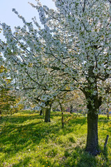 Spring blossom of cherry trees in orchard, fruit region Haspengouw in Belgium