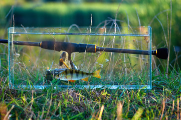 Freshwater perch fish in аquarium. Rod with reel. The concept of fishing on spinning from the shore. Caught and released.