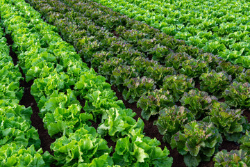 Fototapeta na wymiar Farmers field with growing in rows green organic lettuce leaf vegetables