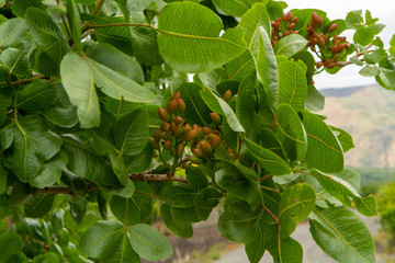 Cultivation of important ingredient of Italian cuisine, plantation of pistachio trees with ripening...