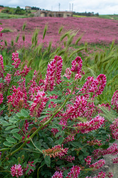 Flora of Sicily, colorful flossom of wild flowers, peas and French honeysuckle, pink sulla flowers on meadow in mountains, production of natural bio honey.