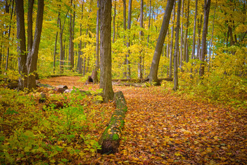 Trail in Autumn
