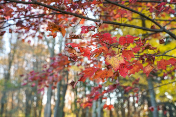 Changing leaf colors of this tree during the peak of fall foliage.