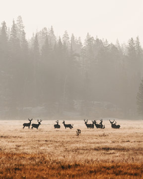 Deer in Yosemite During Wildfire