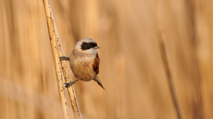 European penduline tit (Remiz pendulinus)