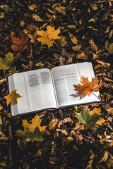 Holy Bible on top of fallen autumn leaves.