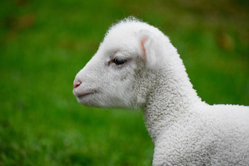 Obraz premium Baby White Lamb Sheep Face Wool