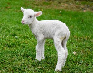 Obraz premium Baby sheep lamb wool 