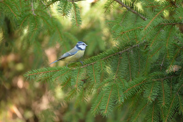 Blue Tit (Parus caeruleus) somewhere in Poland.