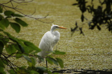 Cajun Heron