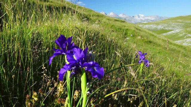 LIRIO PIRENAICO (Iris latifolia), Ordesa y Monte Perdido National Park, Sobrarbe, Huesca Province, Aragon, Spain, Europe