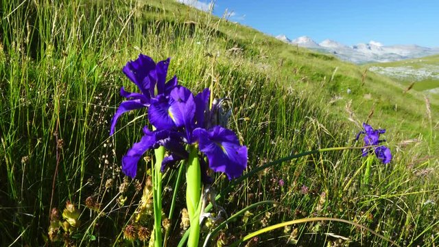 LIRIO PIRENAICO (Iris latifolia), Ordesa y Monte Perdido National Park, Sobrarbe, Huesca Province, Aragon, Spain, Europe
