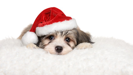 Cute havanese puppy lying on a white pillow in Santa's hat