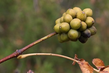 Fruit cluster of Amur Cork Tree, latin name Phellodendron amurense on branch tip during autumn season