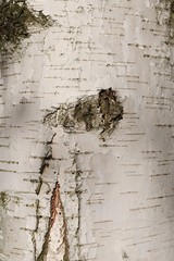 White patchy texture of Silver birch tree, also called European white birch, latin name Betula Pendula