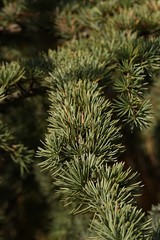 Autumn branch detail of Atlas Cedar tree, latin name Cedrus Atlantica, native to Morocco and mountainous parts of northwestern Africa.