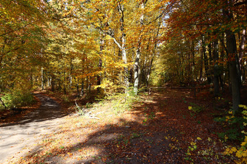 Herbststimmung im Wald