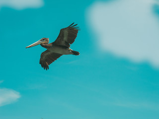 Be as a bird and fly to the unknown!