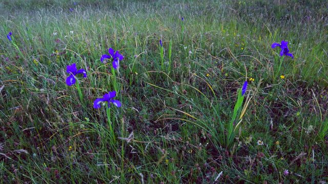 LIRIO PIRENAICO (Iris latifolia), Ordesa y Monte Perdido National Park, Sobrarbe, Huesca Province, Aragon, Spain, Europe
