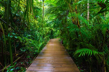 Wall murals Road in forest Wooden pathway in deep green mangrove forest