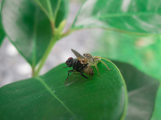 jump spider with it´s prey in Costa Rican forest