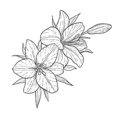 beautiful monochrome black and white bouquet lily isolated on background. Hand-drawn. design greeting card and invitation of the wedding, birthday, Valentine s Day, mother s day and other holiday