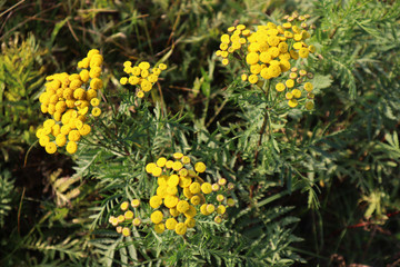 Rainfarn. Wurmkraut. Tanaceum vulgare.