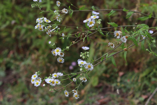 Strand-Aster. Aster tripolium.