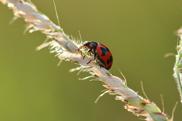 The ladybug on ear of wheat