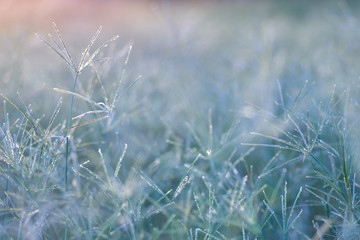 Grass in the early winter