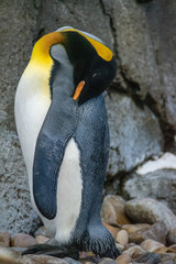 King Penguin (aptenodytes patagonicus) is the second largest species of penguin.