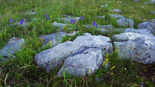 LIRIO PIRENAICO (Iris latifolia), Ordesa y Monte Perdido National Park, Sobrarbe, Huesca Province, Aragon, Spain, Europe