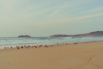 Fototapeta na wymiar Playa idílica y solitaria en otoño con gaviotas posadas sobre la arena