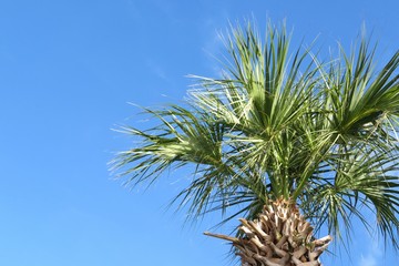 Palm tree on blue sky background