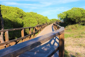 Wood walk way