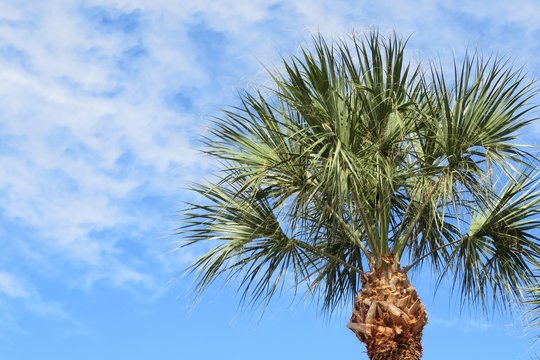 Palm tree top on blue sky background in Florida nature 