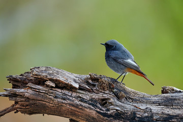 Small bird on a rock
