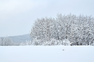 winter landscape with trees and snow