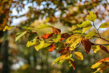 Autumn nature leaves
