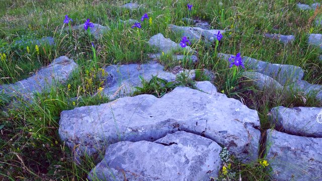 LIRIO PIRENAICO (Iris latifolia), Ordesa y Monte Perdido National Park, Sobrarbe, Huesca Province, Aragon, Spain, Europe