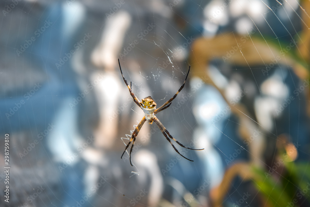 Wall mural spider on a web