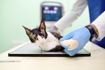 Veterinarian doctor are going to do an x-ray of the breed Cornish Rex cat during the examination in veterinary clinic.