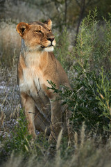 Lioness, Panthera leo, sitting in the grass.