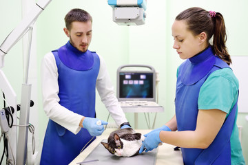 Two veterinarian doctor are going to do an x-ray of the breed Cornish Rex cat during the...