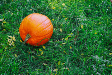 Orange and green pumpkin on green grass. Colorful autumn Thanksgiving background with copy space for your text. Ripe yellow pumpkins on green grass with fallen leaves. Autumn concept with pumpkins.